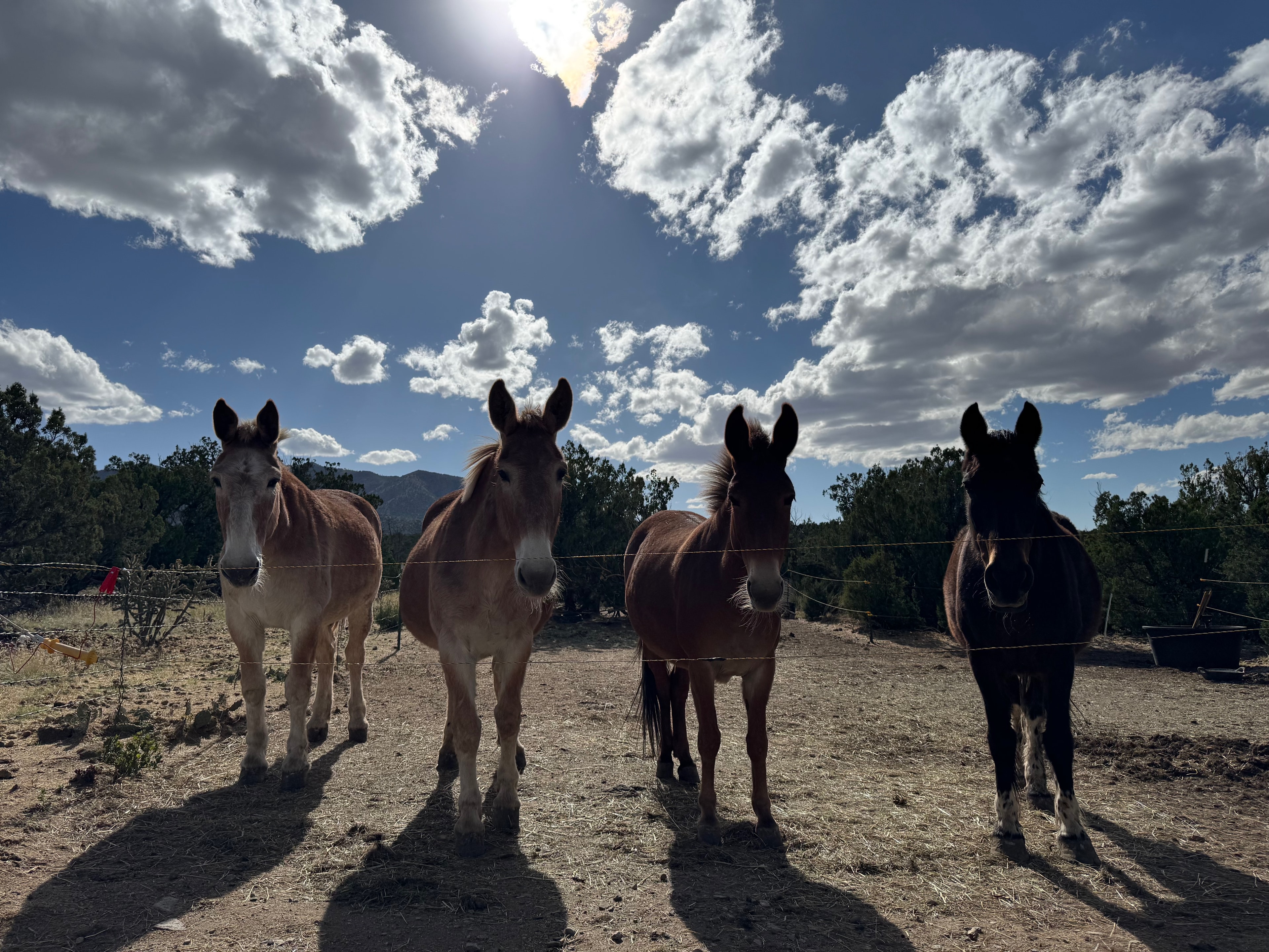 Four donkeys standing in a fenced landscape beneath cloud-filled skies