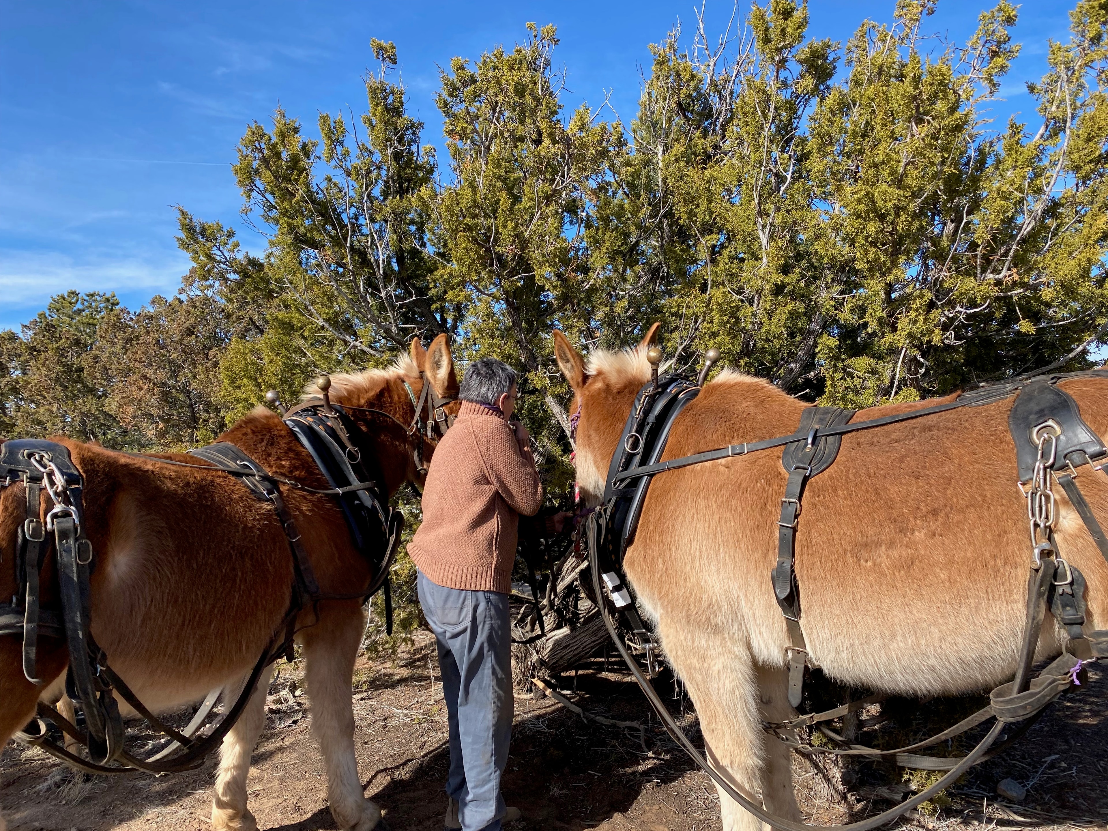 Two harnessed horses with a person among trees under a bright blue sky